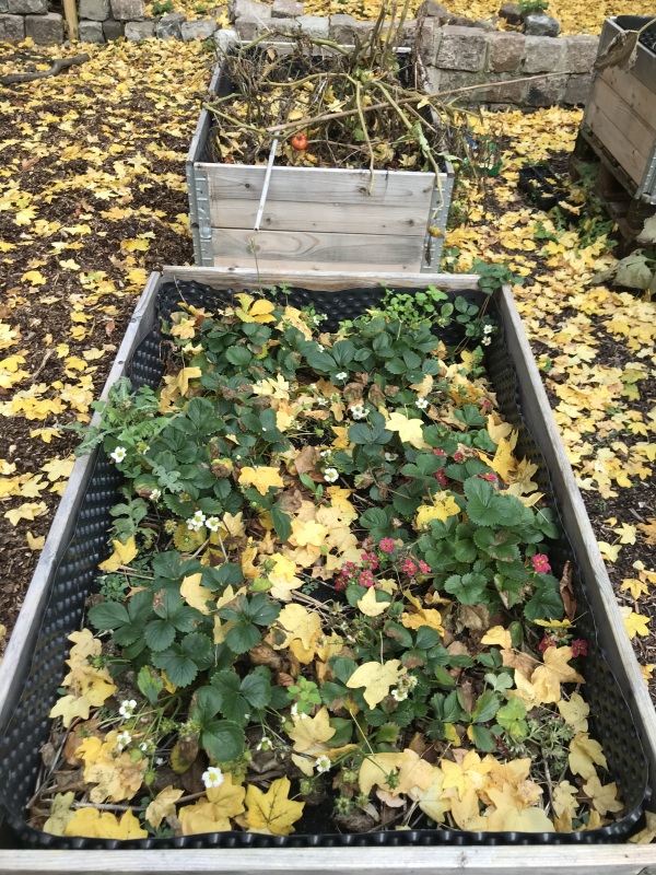 blühende Erdbeeren im Hochbeet an der Judith-Kerr-Grundschule_2020