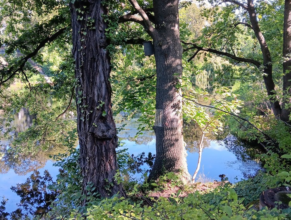 Nistkasten Koenigssee Stiel-Eiche_2023