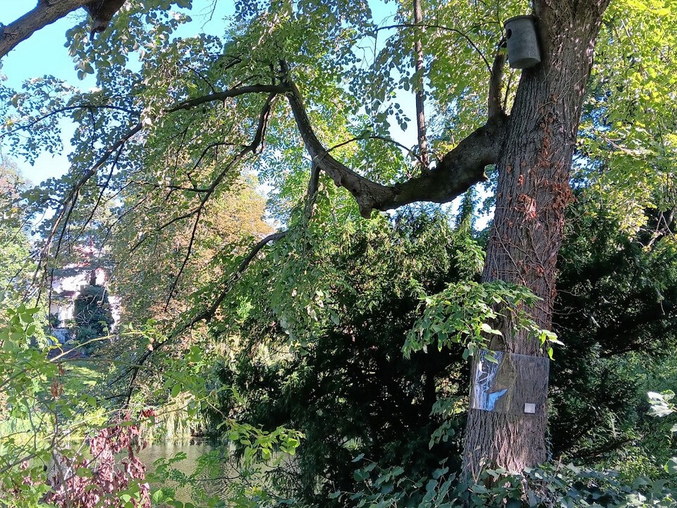 Nistkasten Koenigssee Silber-Linde_2023