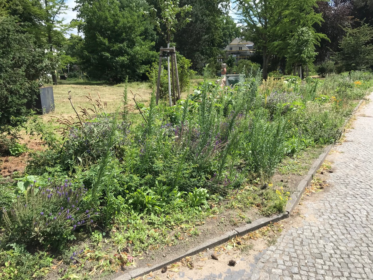 bepflanzte Beete auf dem Betty-Hirsch-Platz im Juni 2023