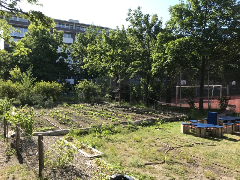 Gemüseacker der Robert-Jungk-Schule_2020