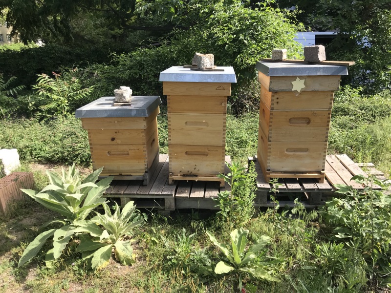 Bienenbeuten an der Robert-Jungk-Schule_2020