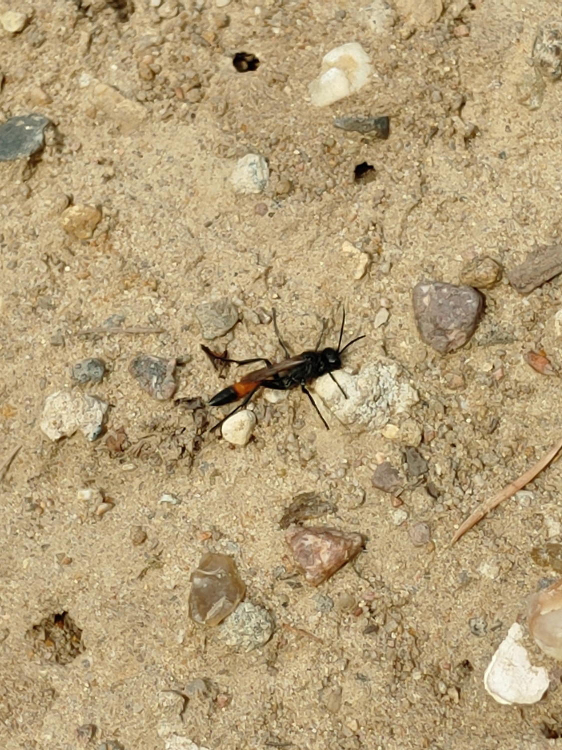 Sandwespenart Ortelsburger Park im Juli 2023