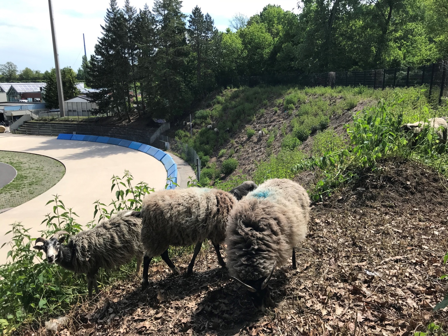 Schafe auf der südlichen Böschung des Horst-Dohm-Eisstadion