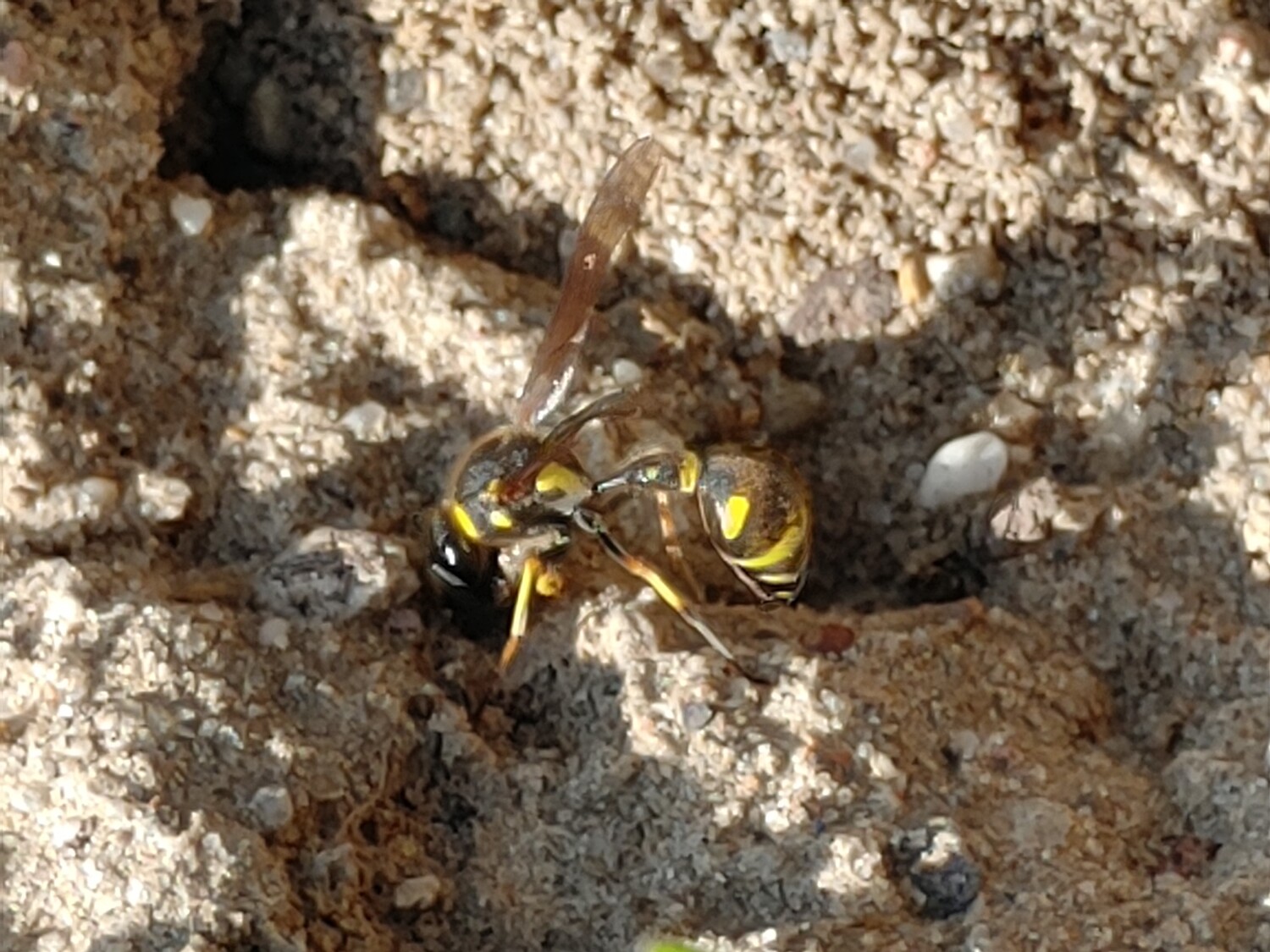 Töpferwespe beim Lehmsammeln auf der Baumannschen Wiese 