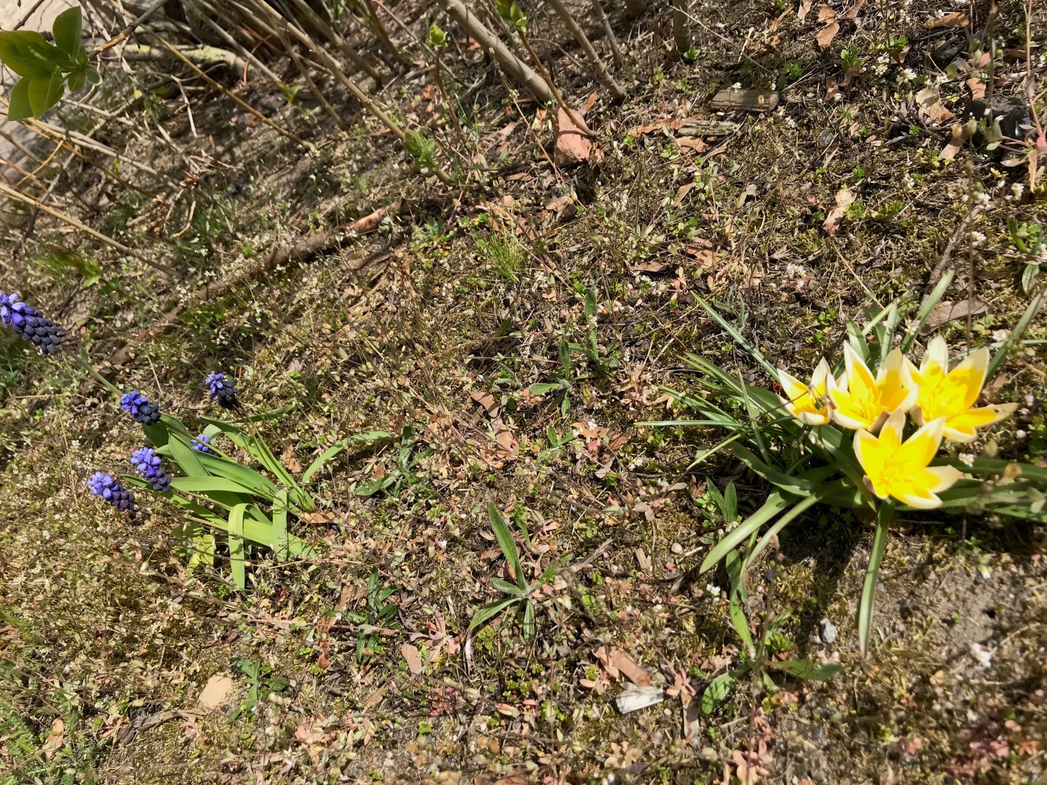 Blau blühende Traubenhyazinthen und gelb mit weißen Spitzen blühende Tarda-Tulpen