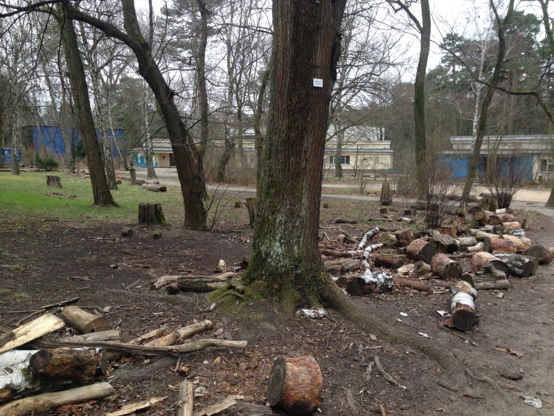 Spitzahorn mit Schild als Teil des Baumlehrpfades am Wald-Gymnasium_2019