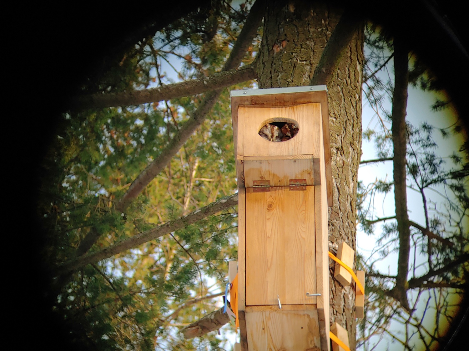 Zwei Waldkäuze im Nistkasten im Januar 2024