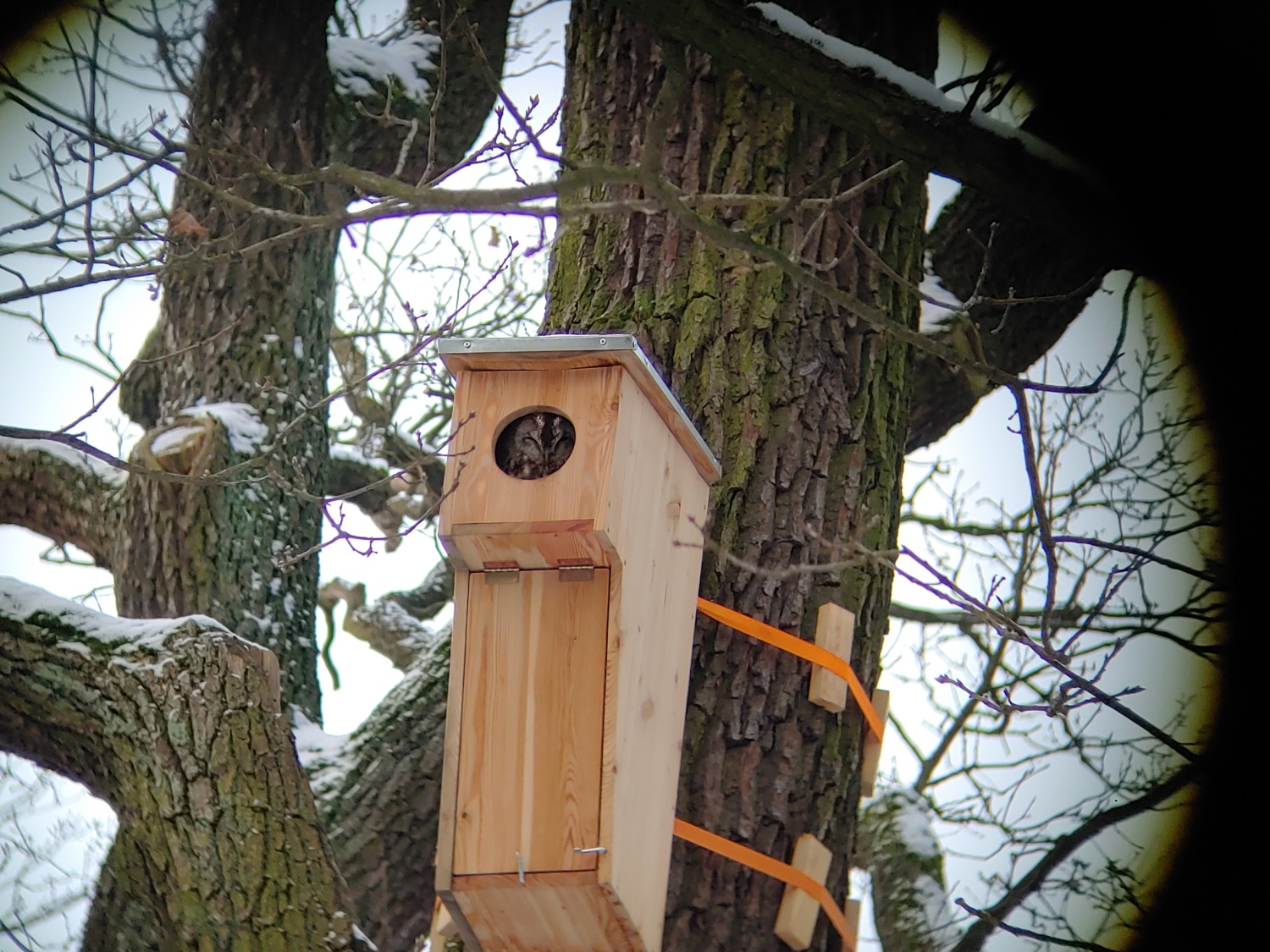 Ein Waldkauz im neuen Nistkasten im Januar 2024