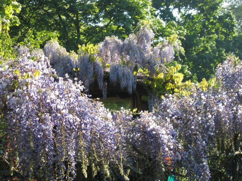 Blauregen - entdeckt in einem Wilmersdorfer Kleingarten