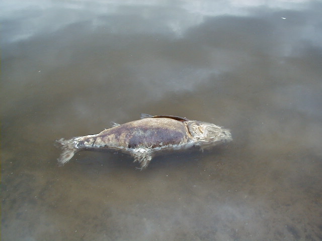 Gewässerschutz - Fischsterben (häufig nach Sauerstoffmangel im Wasser)