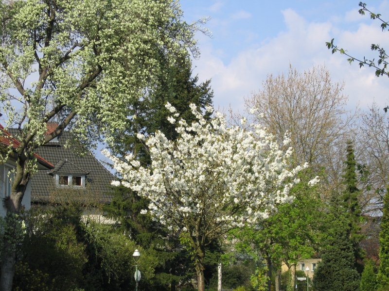 Frühling im Reinischen Viertel