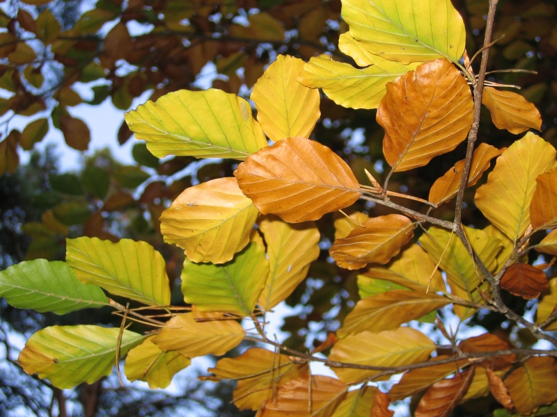 Herbststimmung in Charlottenburg-Wilmersdorf