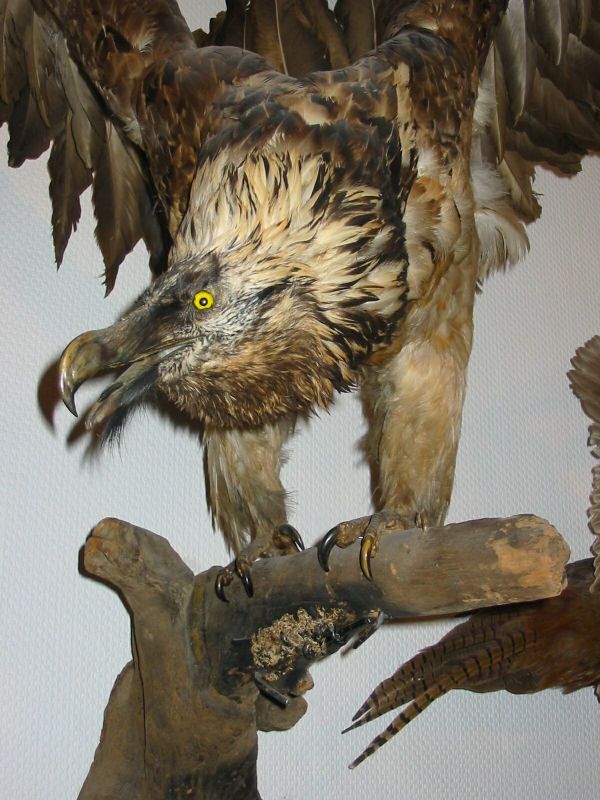 Noch einmal Artenschutz - Beschlagnahme