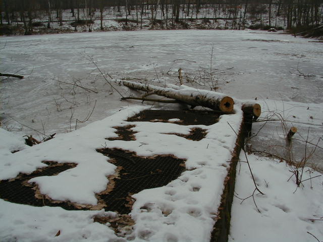 Der Murellenteich im Winter