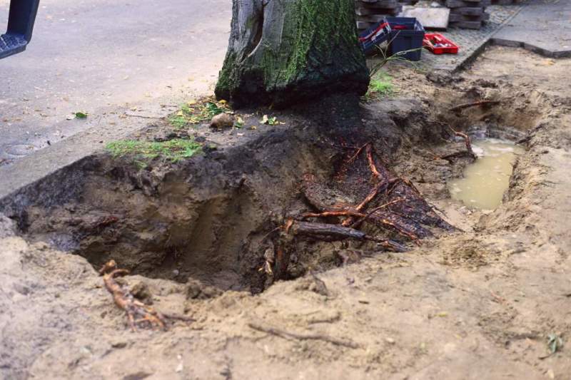 Prüfung von Gasschäden an Bäumen