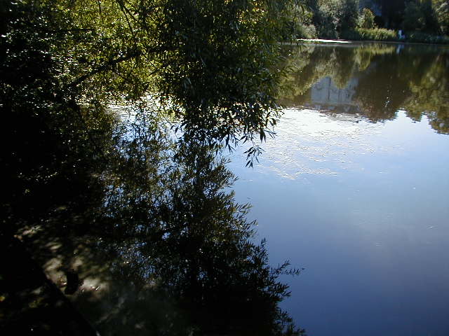 Wasserpflanzen Halensee