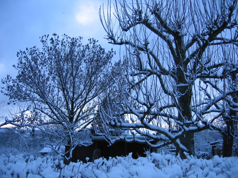 Winterlicher Sonnenuntergang in Wilmersdorf (Kleingartenkolonie Johannisberg)