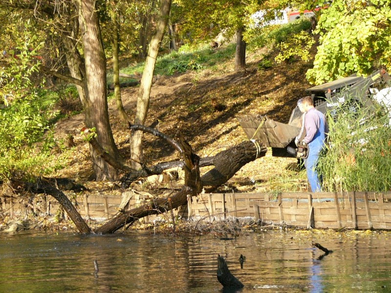 Bergung eines Baumes