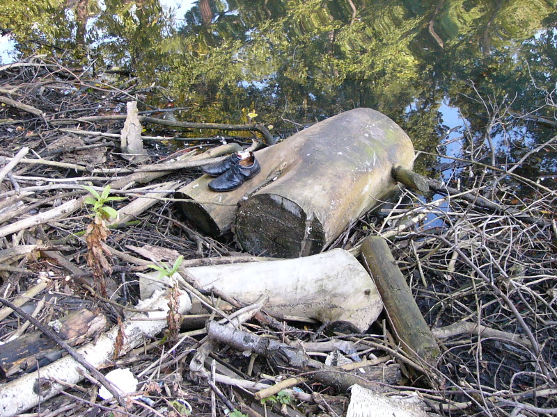 Totholz am Ufer