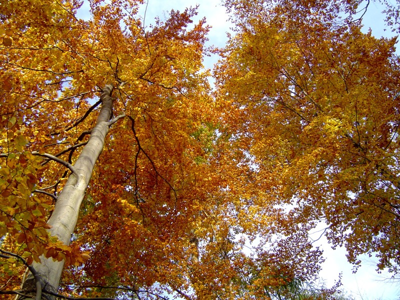 Goldener Herbst in Deutschland