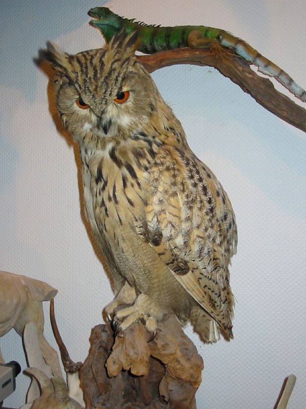 Artenschutz - Beschlagnahme