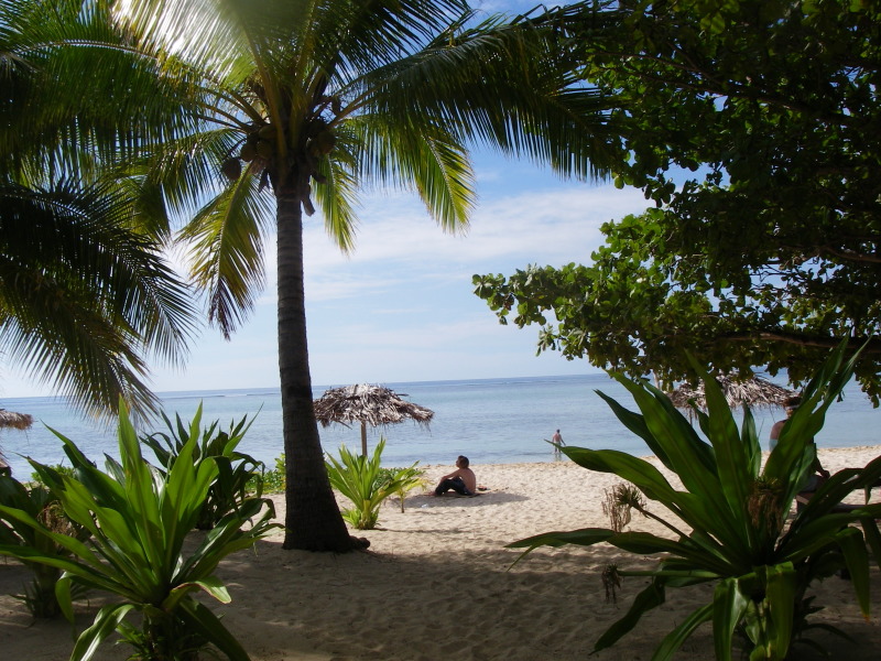 Palmen auf Mystery Island - Fiji