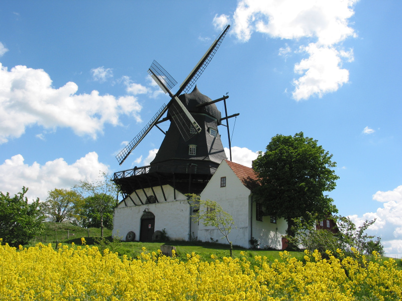 Windmühle am Rapsfeld