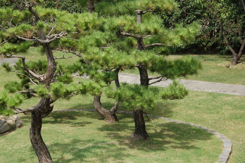 Zenbaum im japanischen Garten von Buenos Aires - Argentinien