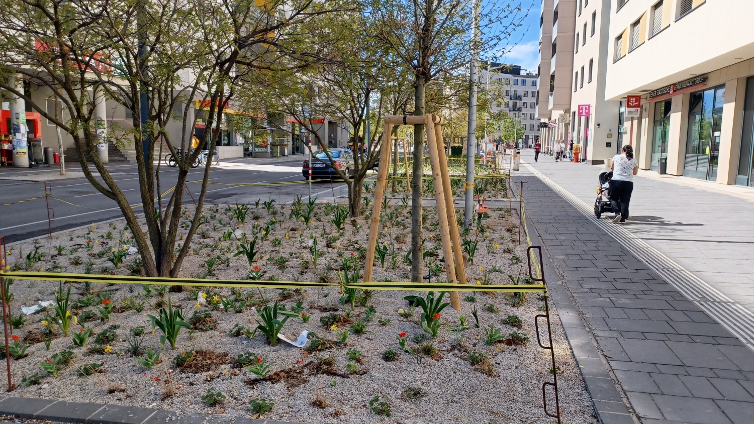 Großzügige Baumscheiben in Aspern