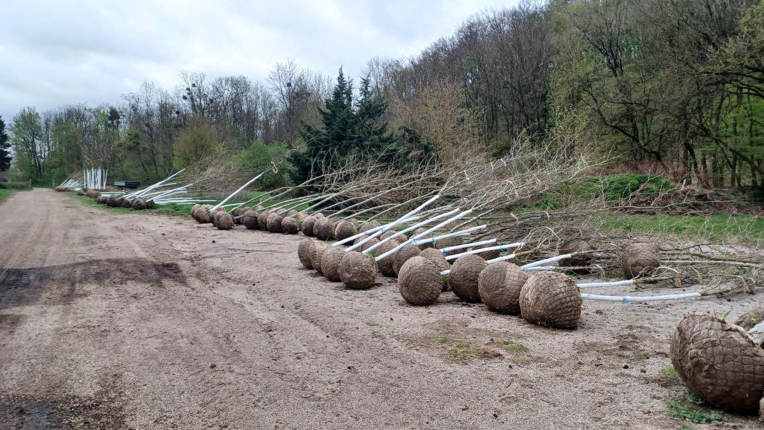 Vorbereitete Baumschulware