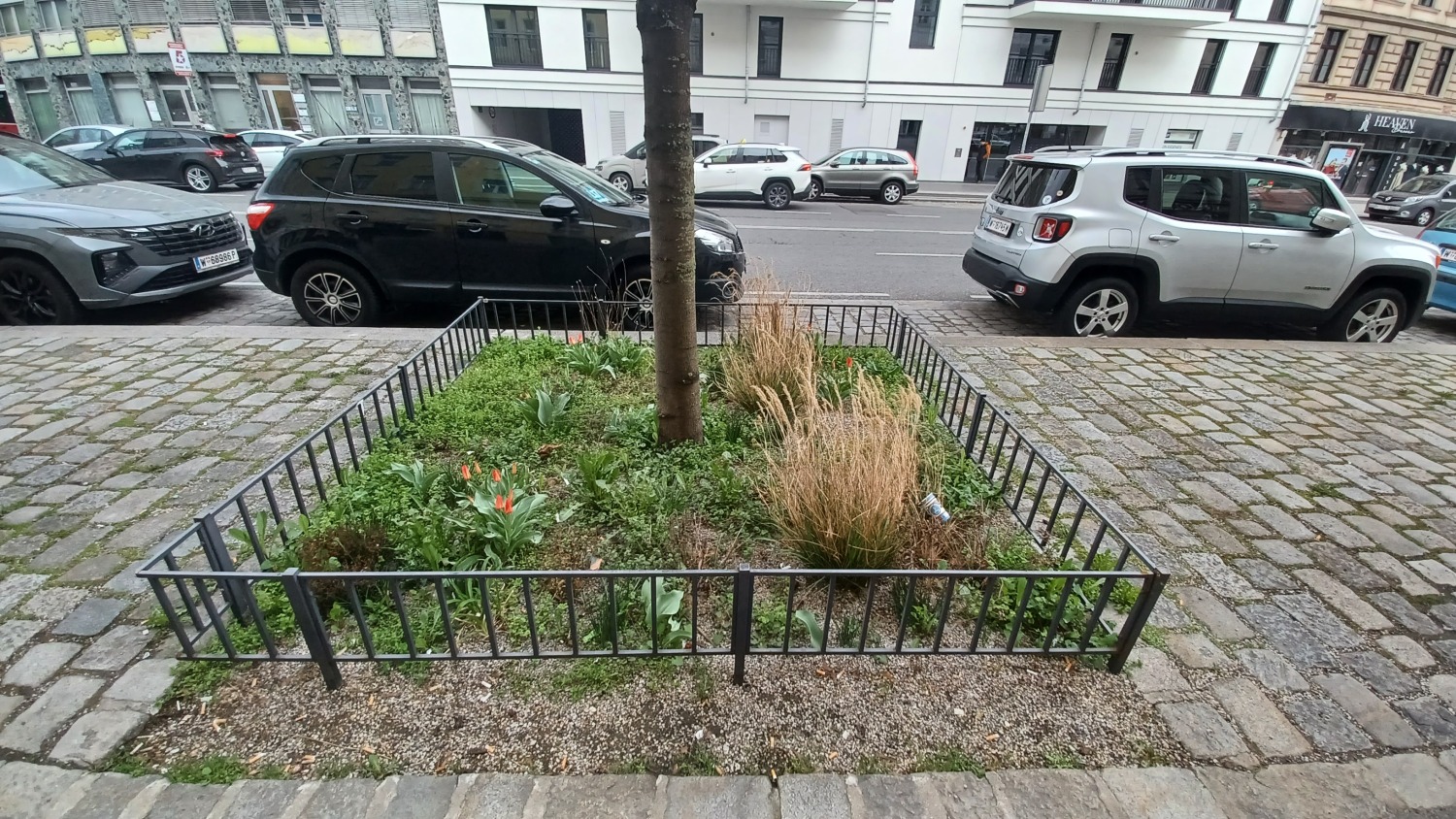 Bepflanzte Baumscheibe