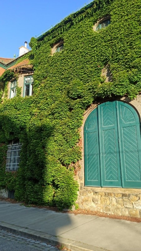 Erster als Naturdenkmal ausgerufener Fassadenbewuchs Wiens