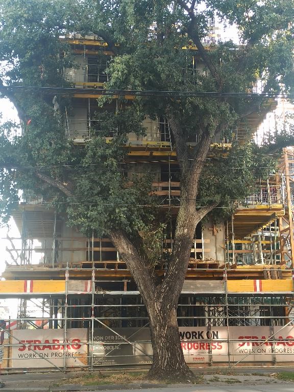 Neubau und Baumerhalt, eine knappe Entscheidung