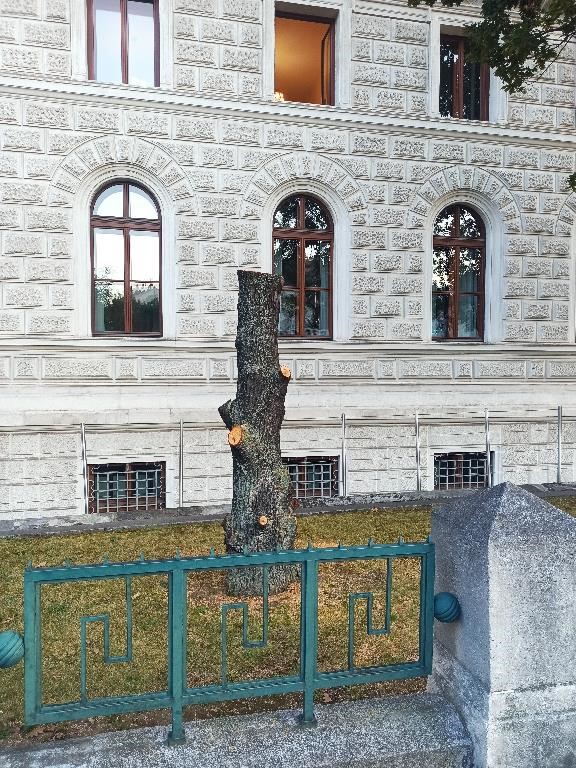 Als Habitat belassener Reststamm vor historischem Gebäude