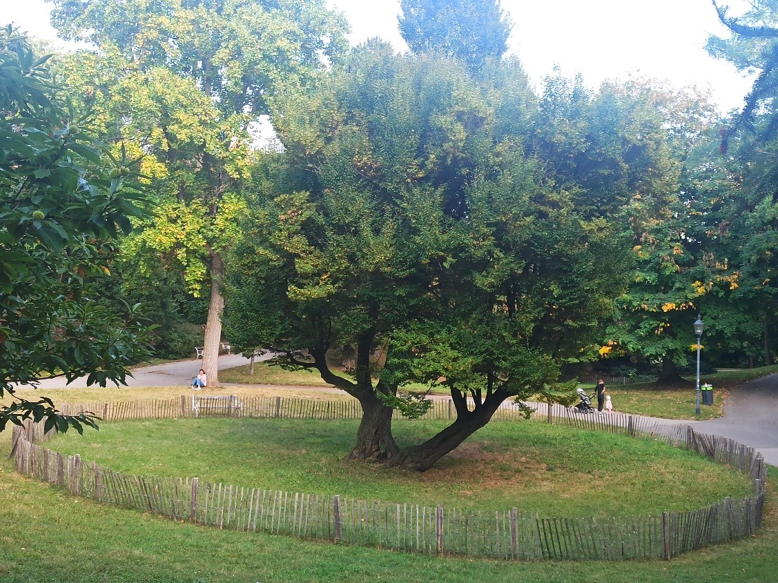 Gewährleistung der Verkehrssicherheit: Abgrenzung statt Fällung, Türkenschanzpark