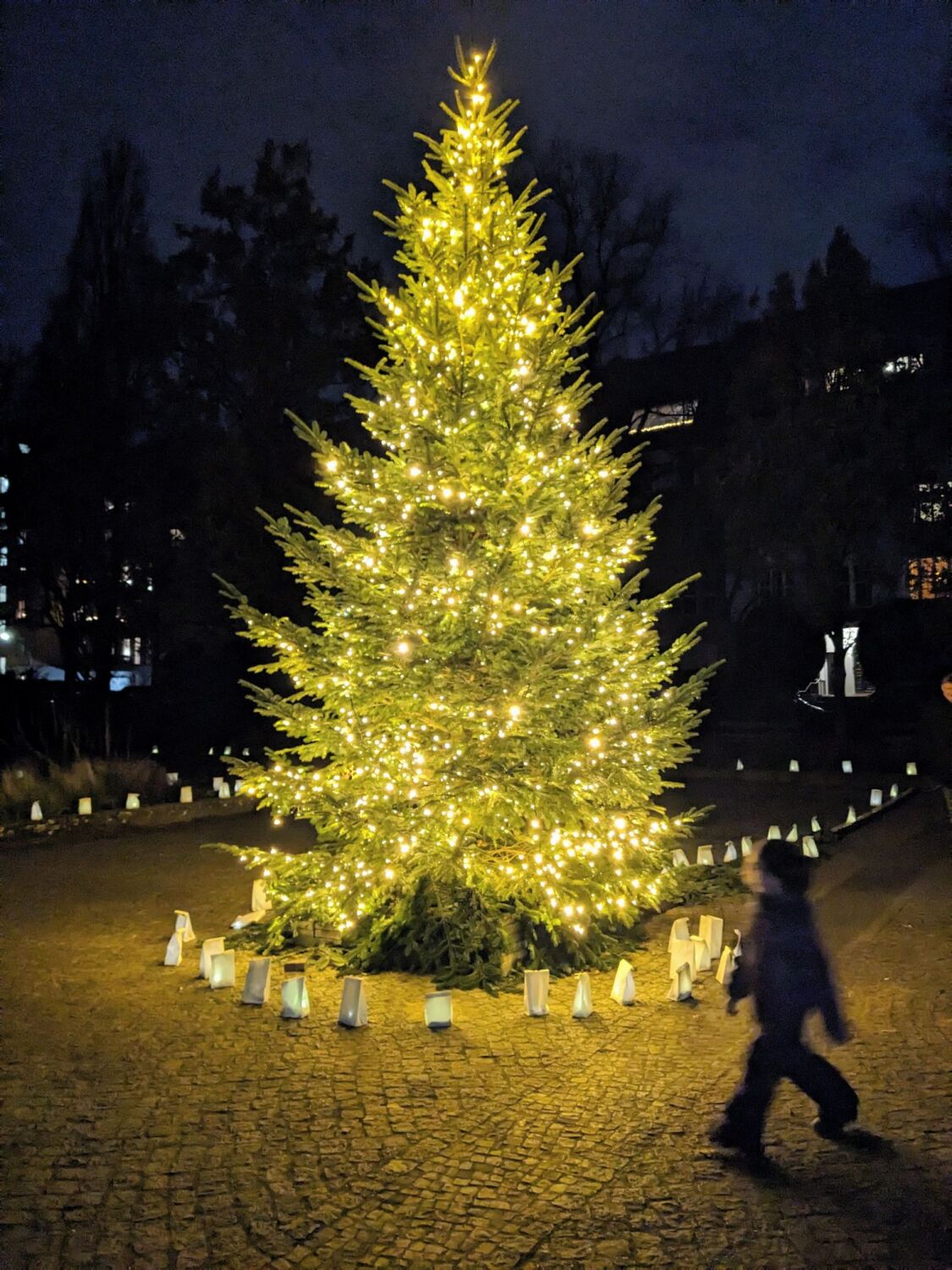 Weihnachtsbaum in der Nacht