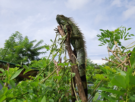 Nicaragua