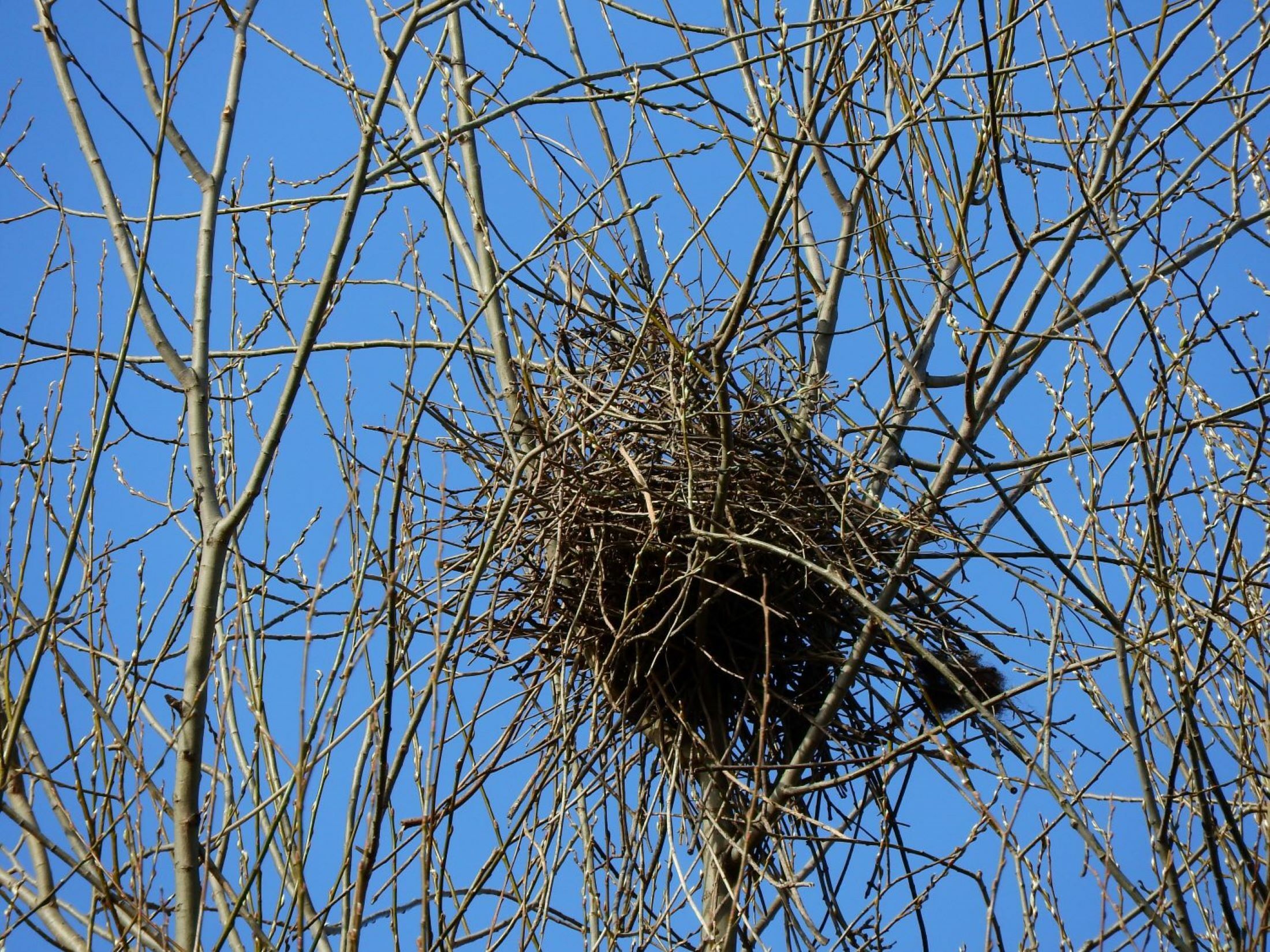 Elster-Nest im Görlitzer Park