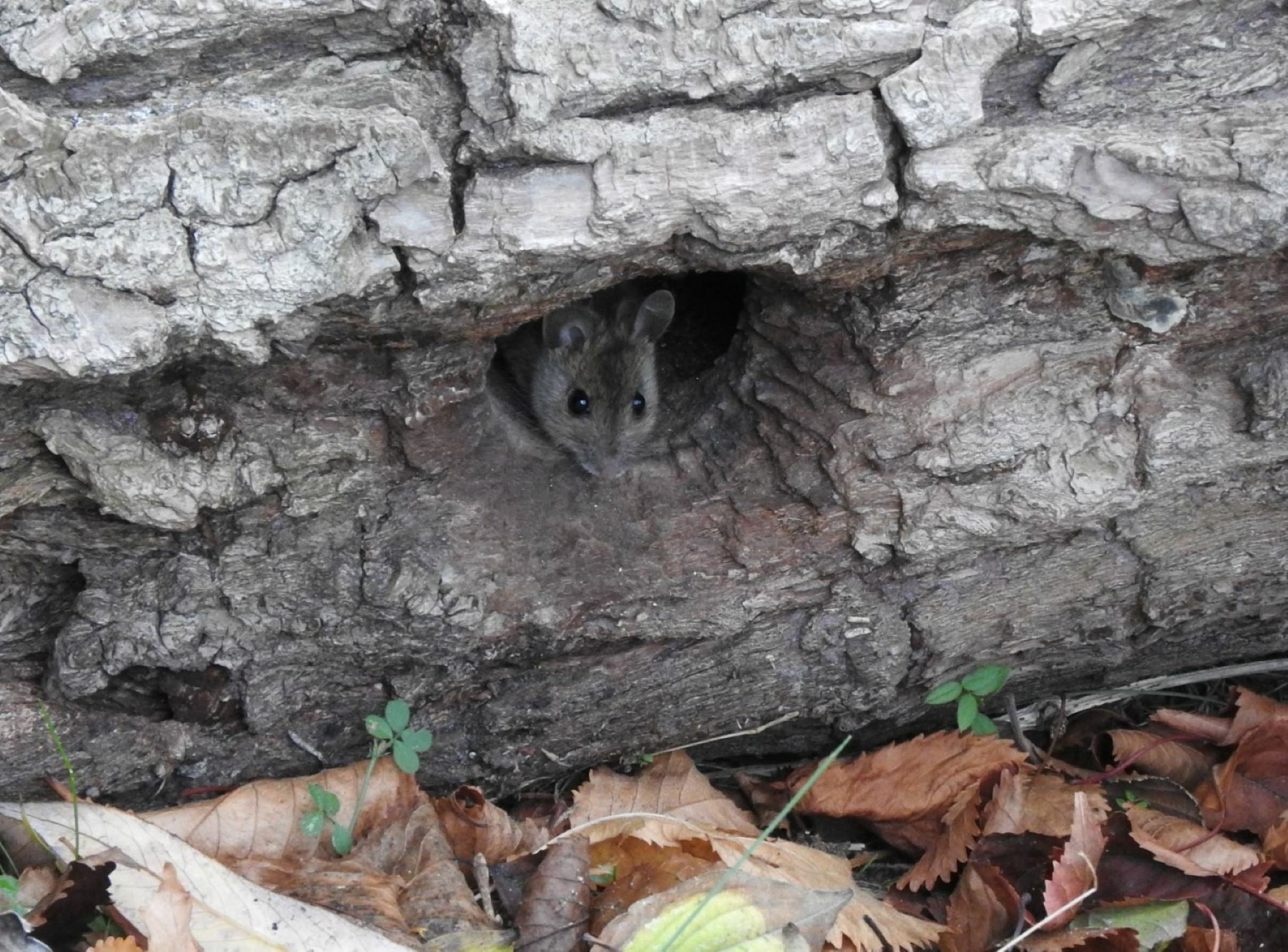 Maus in einer Baumhöhle auf Alt-Stralau
