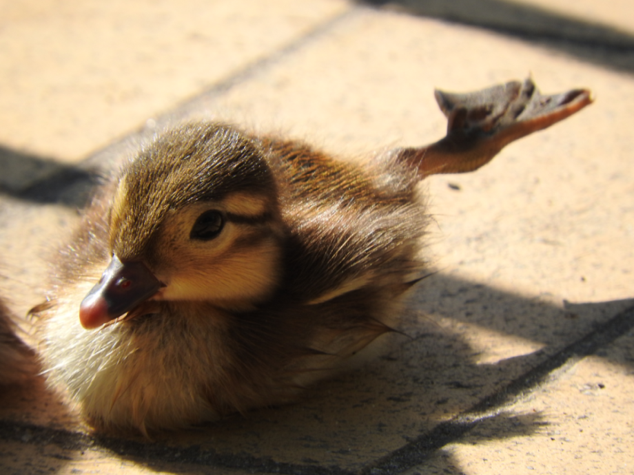 Das Jungtier einer Mandarinenente am großen Teich im Volkspark Friedrichshain