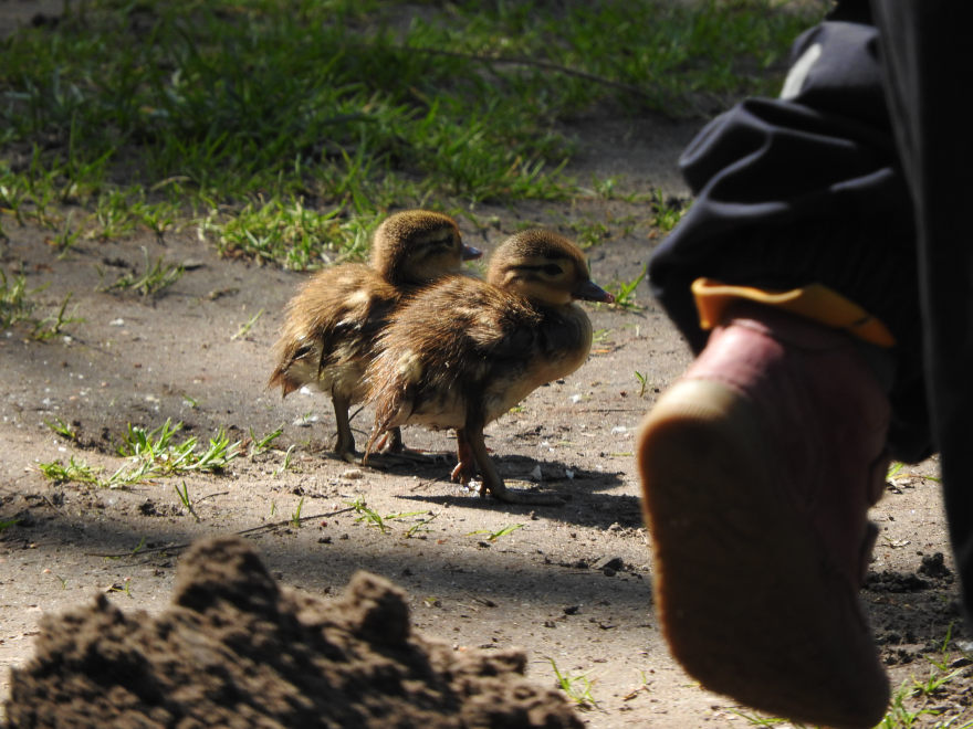 Dieses Bild zeigt, wie winzig die kleinen Enten sind und wie achtsam wir sein sollten. Der Fuß im Vordergrund gehört einem kleinen Kind, dass die Enten beinahe nicht sah.