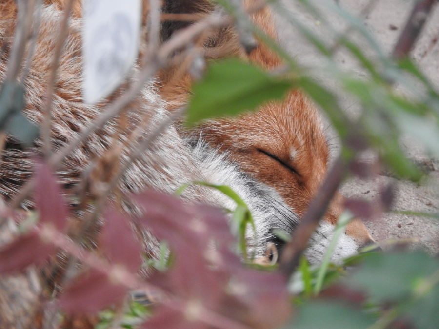 Der schlafende Fuchs zeigt, wie wichtig ungestörte Rückzugsorte sind (diese Füchsin hat ruht sich während der Jungenaufzucht aus)