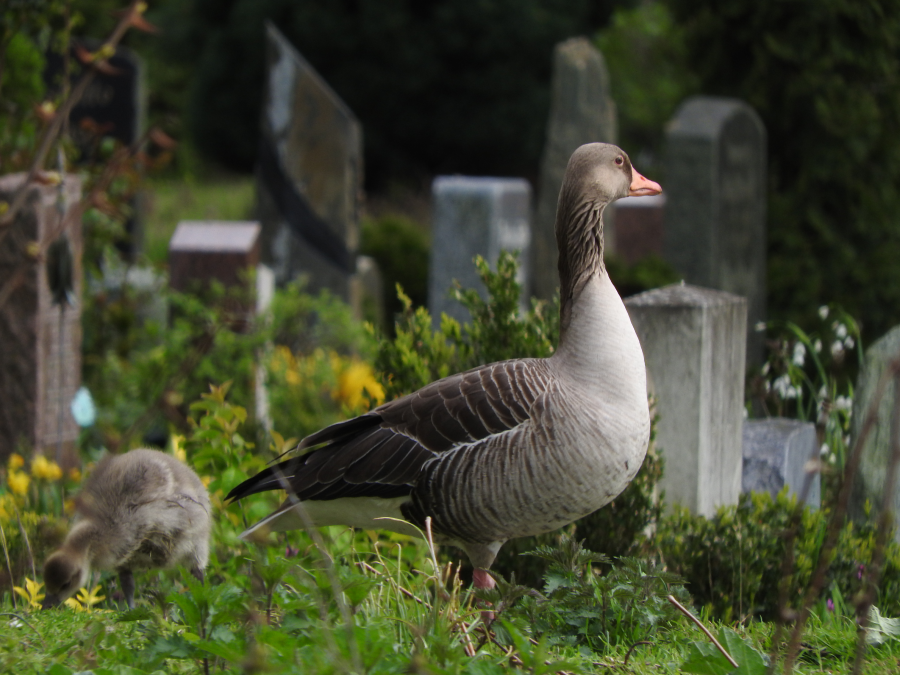 Die Graugänse finden auf dem Friedhof Rückzugsräume. Hier sind sie ungestört und vor Hunden sicher.