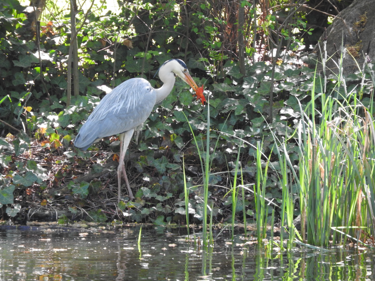Graureiher sind immer häufiger in der Stadt anzutreffen und haben innerstädtische Kleingewässer längst als Jagdgebiete entdeckt.