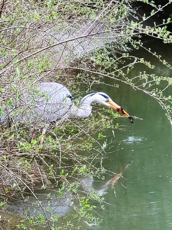 Graureiher sind immer häufiger in der Stadt anzutreffen und haben innerstädtische Kleingewässer längst als Jagdgebiete entdeckt.