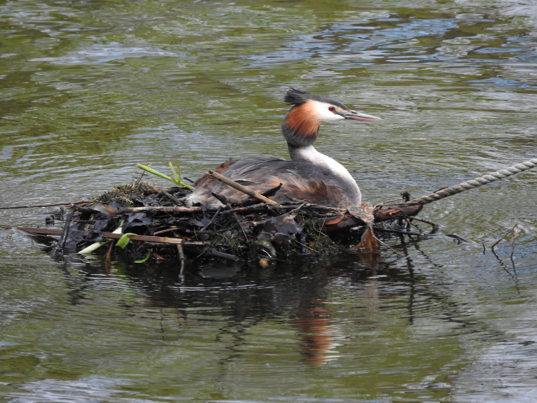 Haubentaucher in einem Nest in der Rummelsburger Bucht
