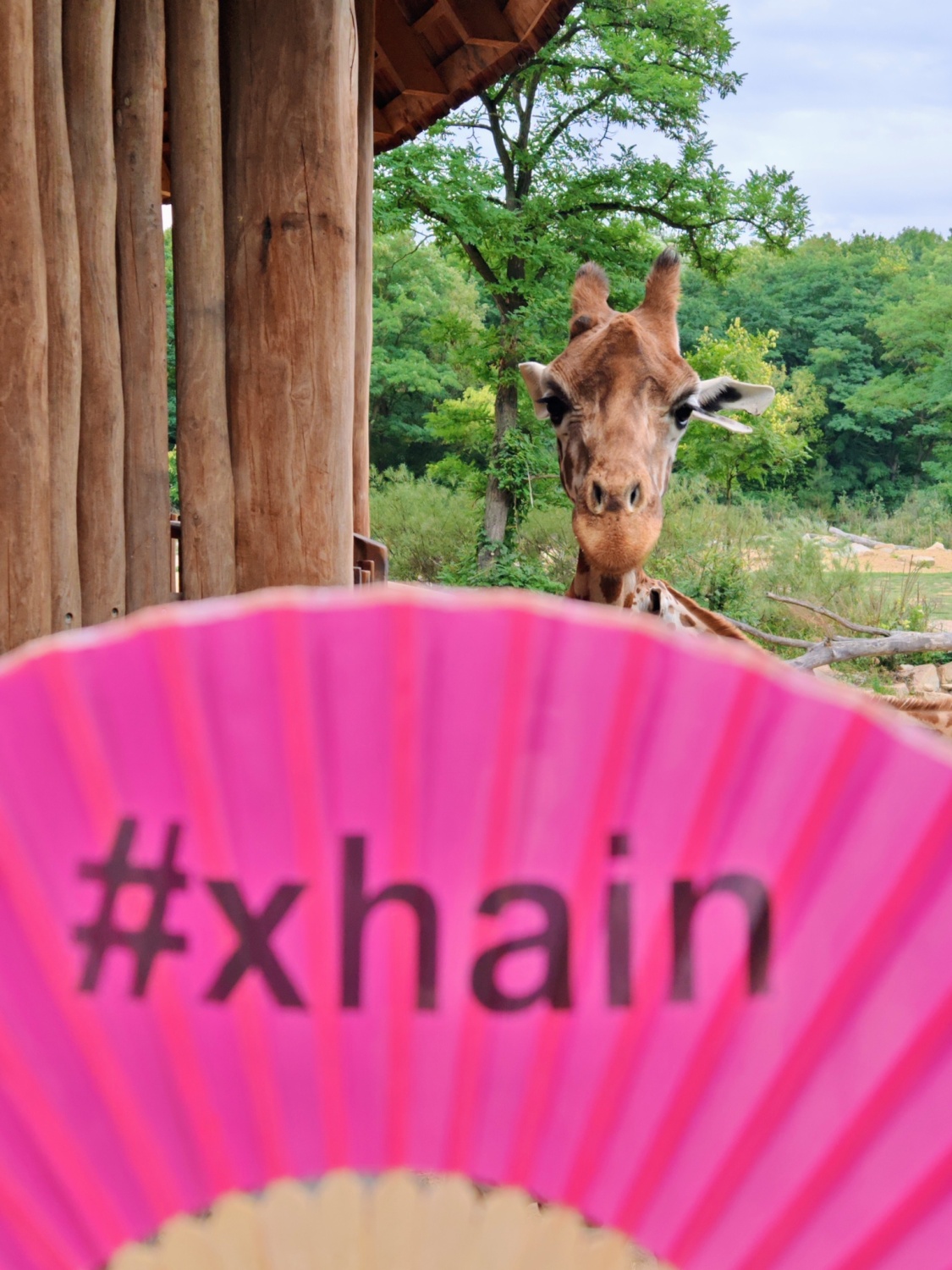 fächer vor giraffe im tierpark