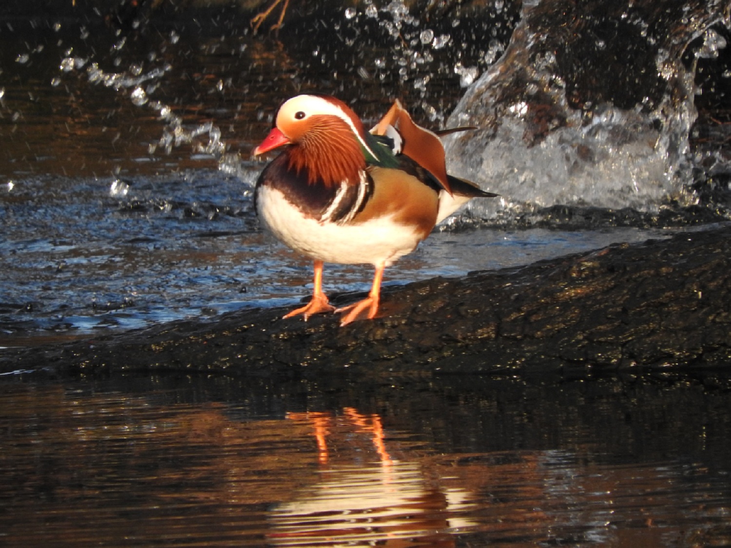 Mandarinenente am Flutgraben