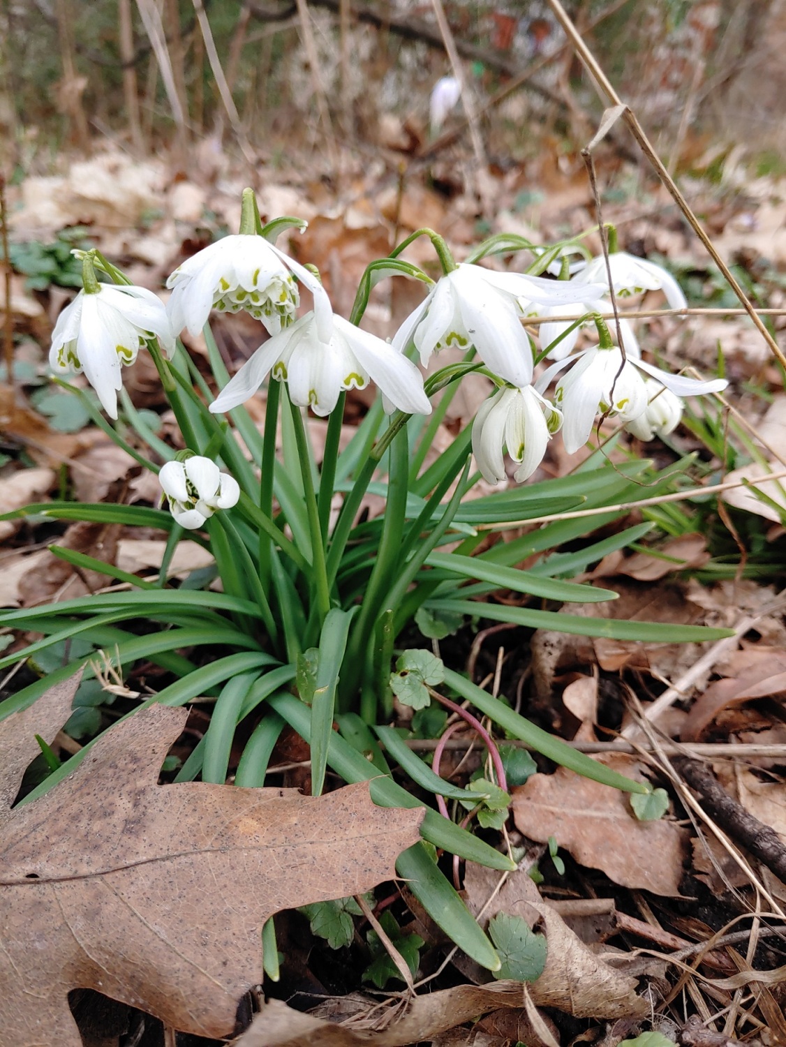 Amaryllisgewächse auf dem Friedhof Landsberger Allee